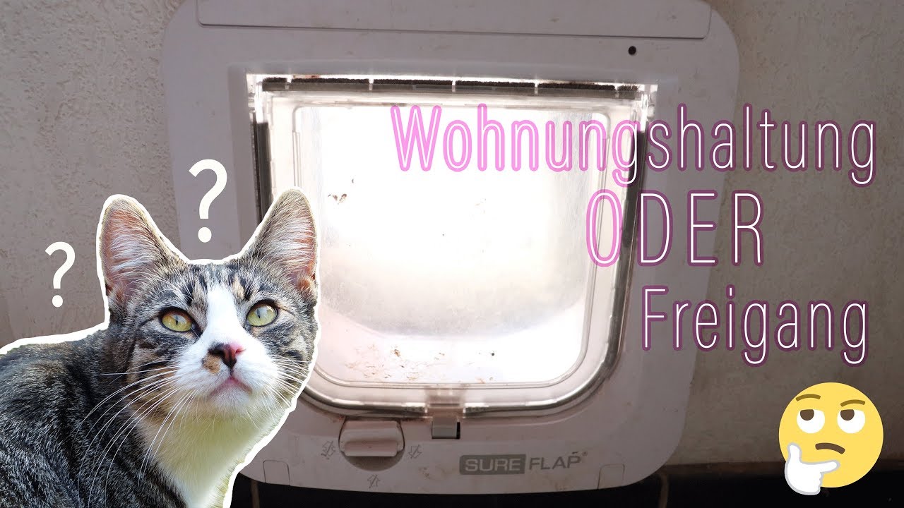 Tierisches Wissen: Wohnungshaltung ODER Freigang? | WAS ist BESSER f&uuml;r EURE Katze?