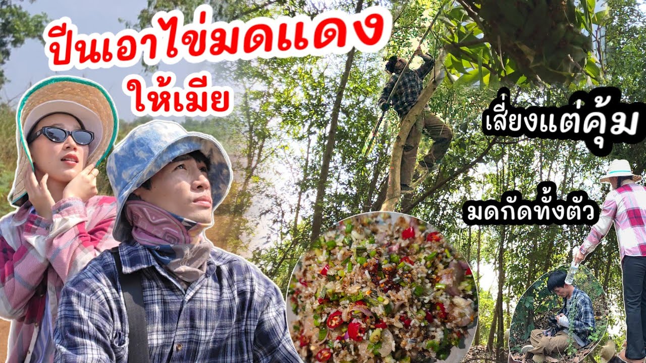 EP.159 เสี่ยงปีนต้นไม้สูง เพื่อเอาไข่มดแดงให้เมีย