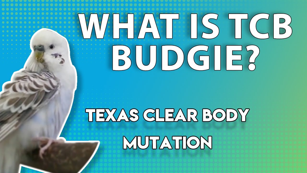 What is Texas Clear Body Budgie? (the TCB GENE with Denny the Budgie)