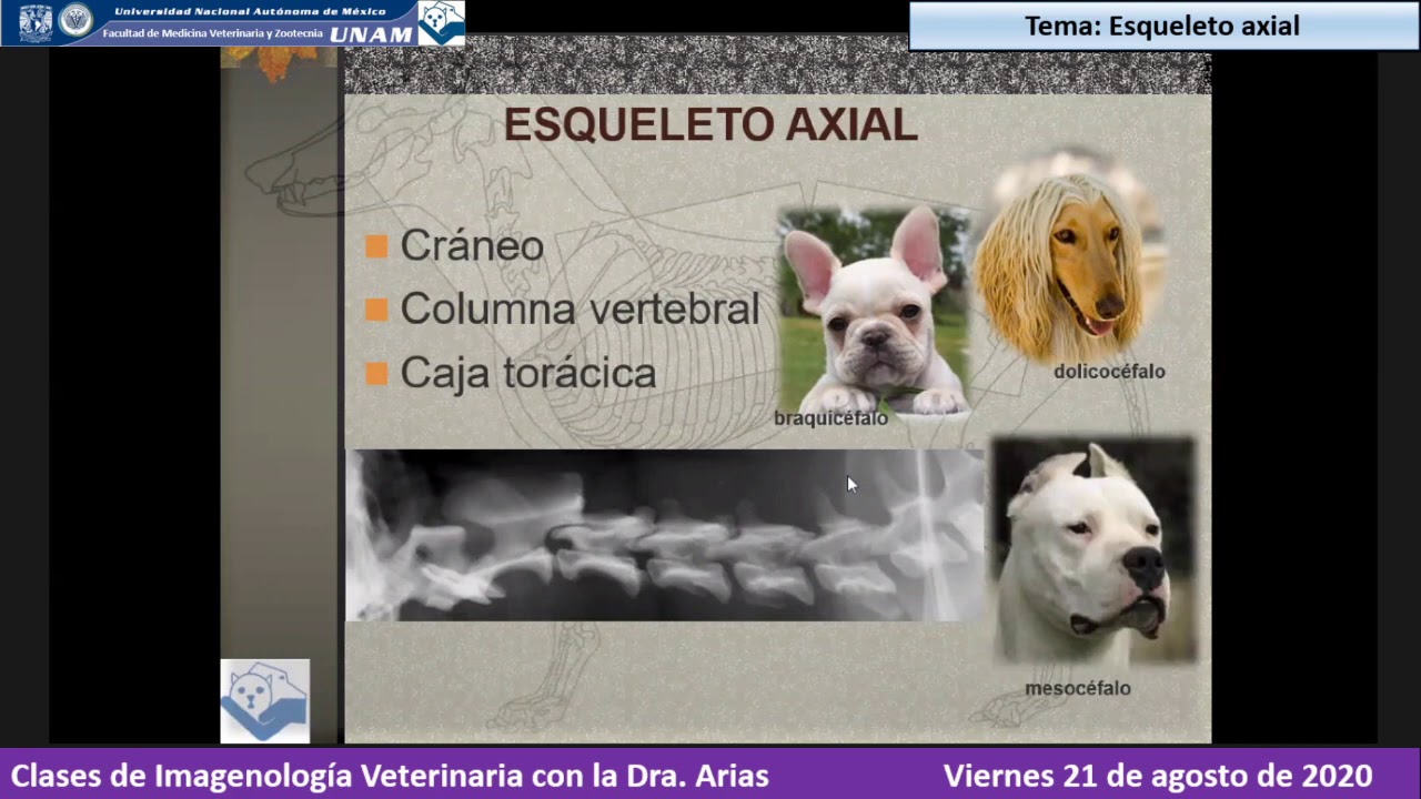 FMVZ UNAM IMAGENOLOGÍA VETERINARIA. Viernes 21 de agosto de 2020. Esqueleto apendicular, Abdomen