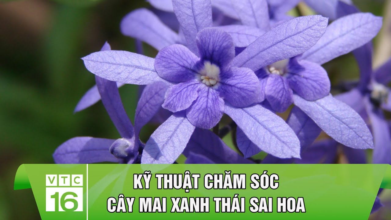 Kỹ thuật chăm s&oacute;c c&acirc;y mai xanh th&aacute;i sai hoa | VTC16