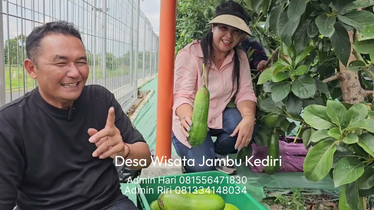 BERKEBUN ALPUKAT HARUS MEMAHAMI...