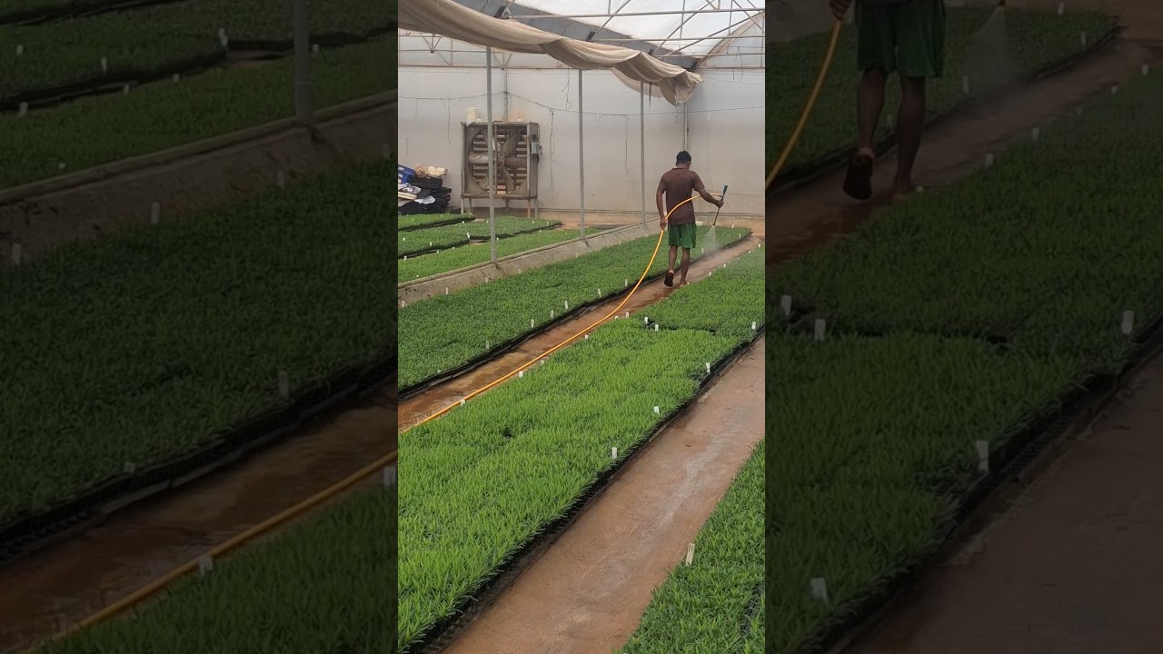 #nursery#flowers#watering#polyhouse#