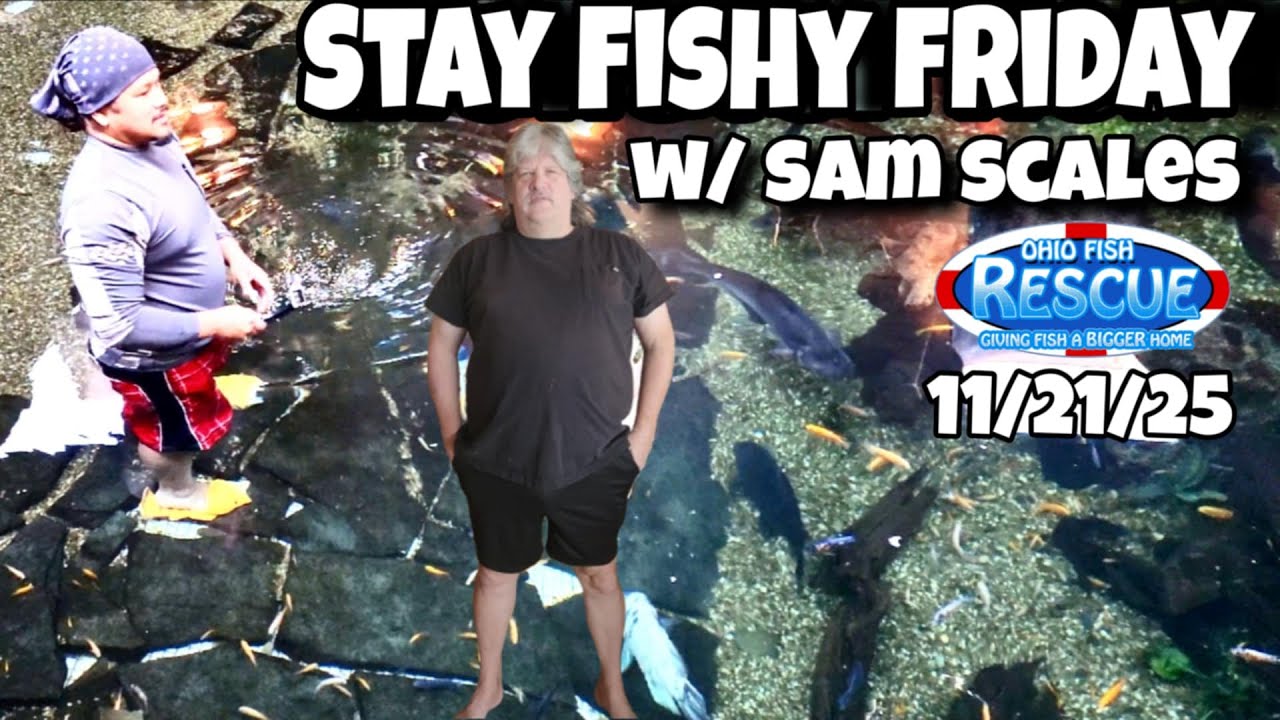 Stay Fishy Friday livestream  11/21/25