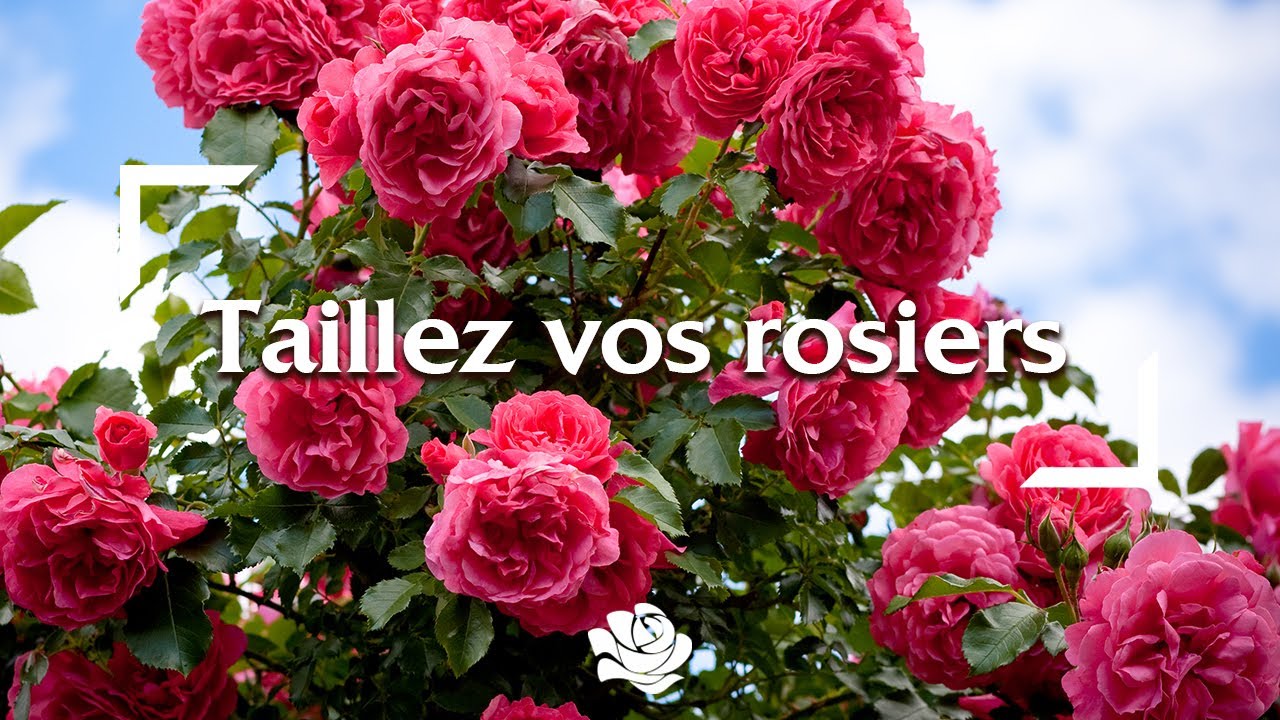 Comment tailler vos rosiers comme un expert ? | Conseils Delbard