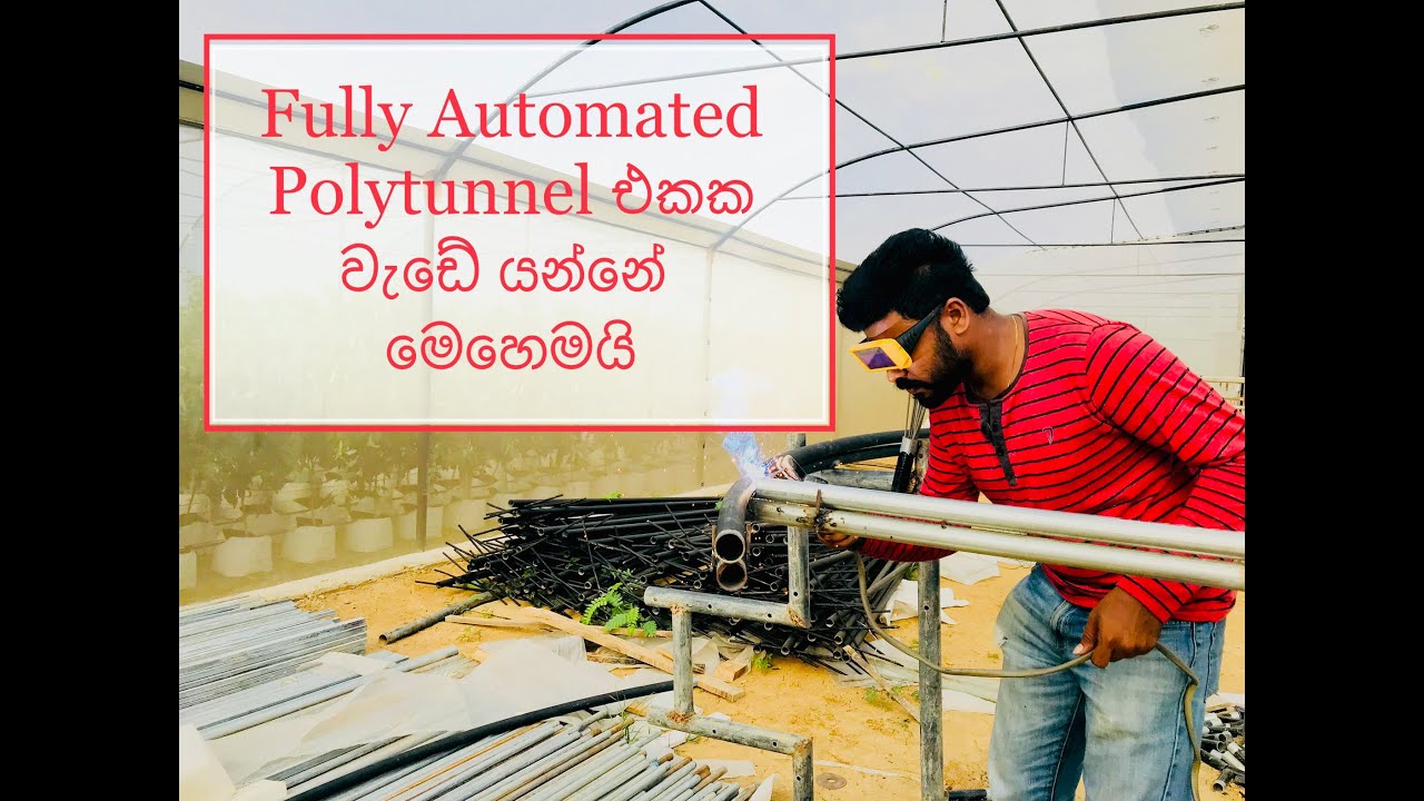 පාරිසරික කළාප අනුව polytunnel structure එක තීරණය කරන්නේ කොහොමද? | Automated tunnel full review video