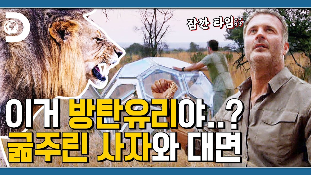 부서지면 요단강👼 런문가 조 형의 사자 밀착취재🦁 [포식동물 관찰기]