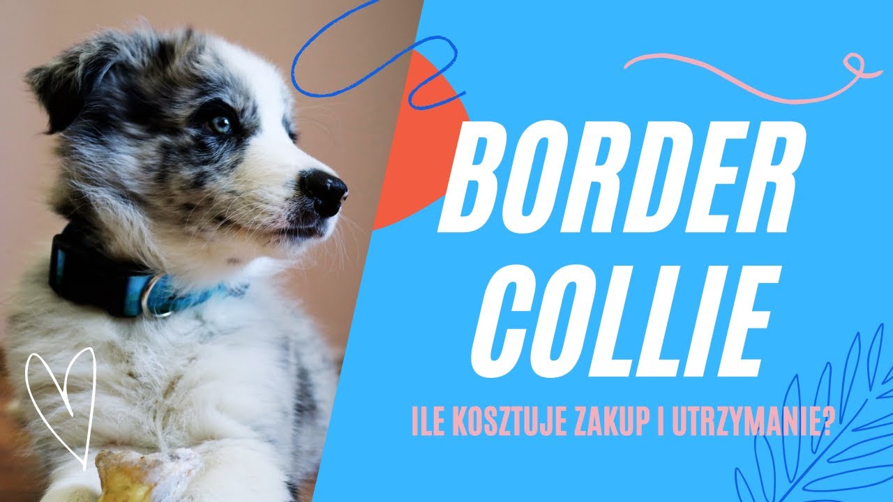 Border Collie - ile kosztuje zakup i utrzymanie psa? | Fakty i mity o Borderach