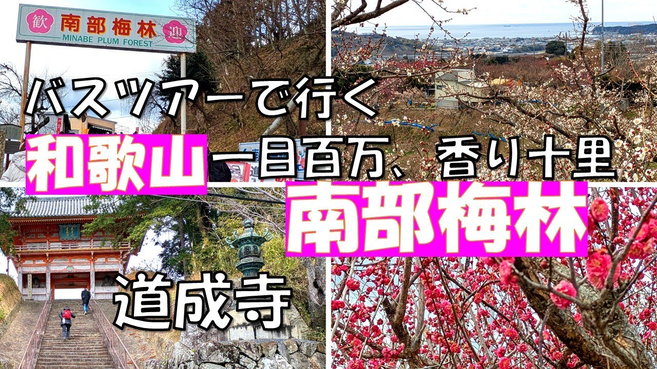 一目百万、香り十里【和歌山　南部梅林と道成寺】日本一の規模を誇る梅の里。海の見える斜面に咲く白い梅。安珍と清姫伝説で有名な道成寺にも寄りました。