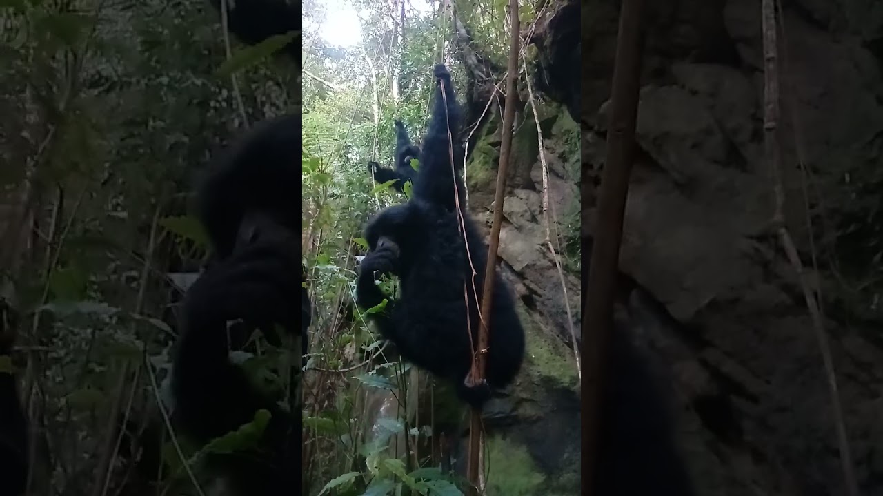 MEMANGGIL SIAMANG