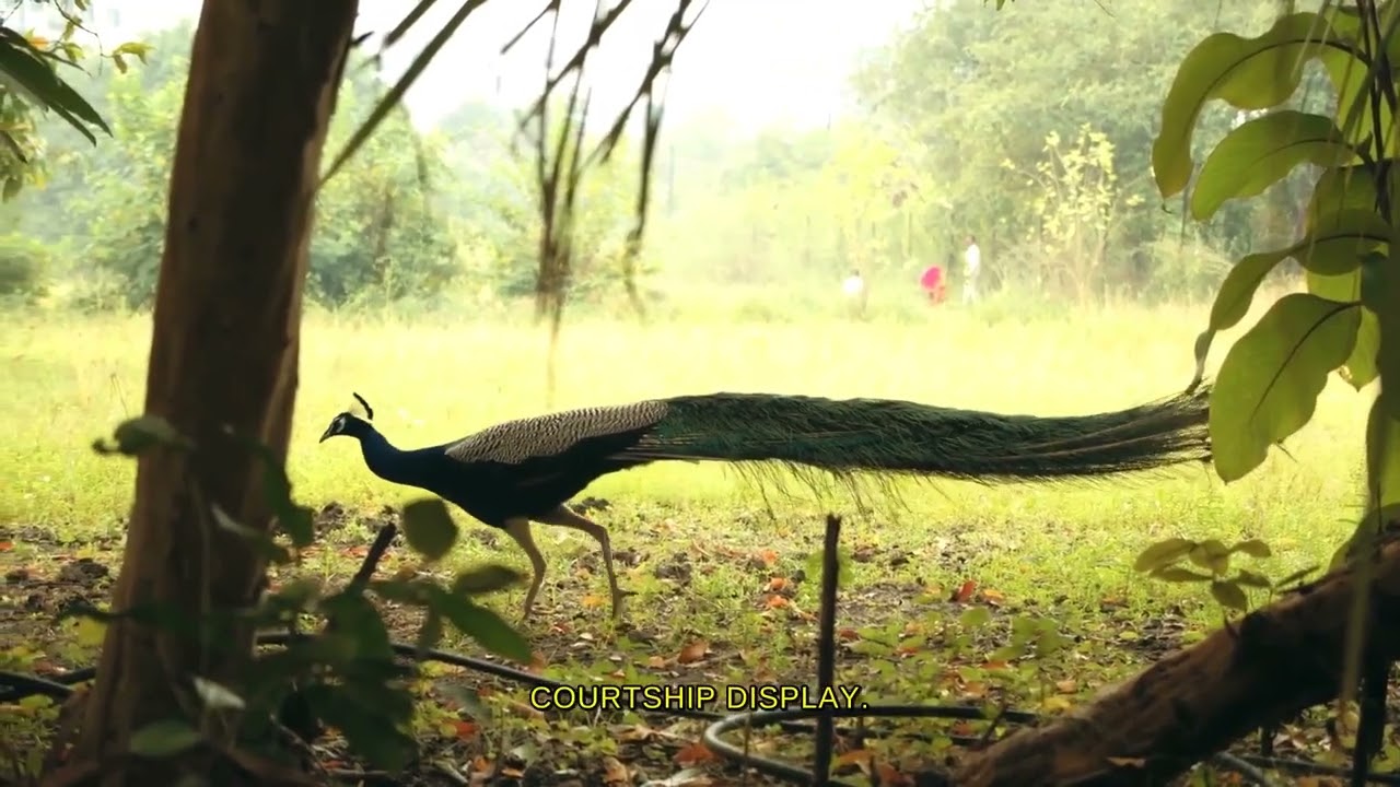 Nature's Explosive Secrets: Peacock Patterns Revealed!