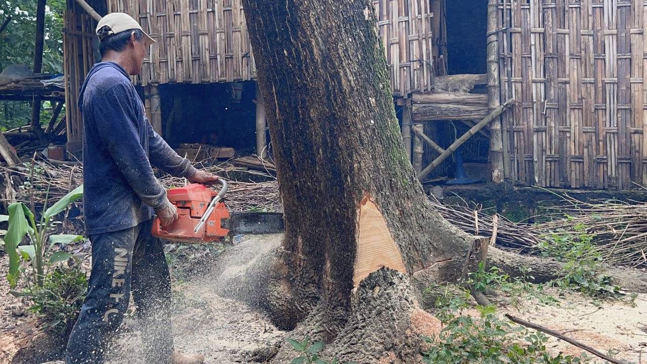 Strongest chainsaw‼️ Husqvarna 3120xp & Husqvarna 395xp, cut down 2 trembesi tree.