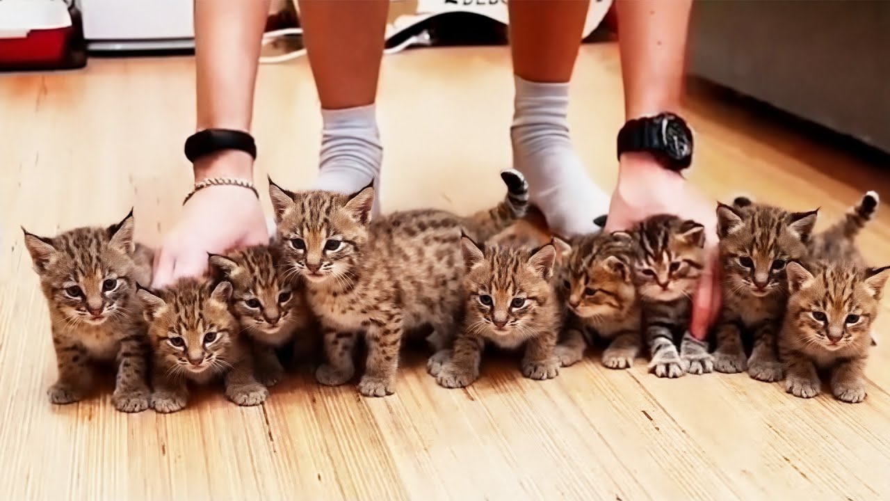 I Built Home for 16 Bobcat Kittens and Agreed to Foster Them — This Is What Happened