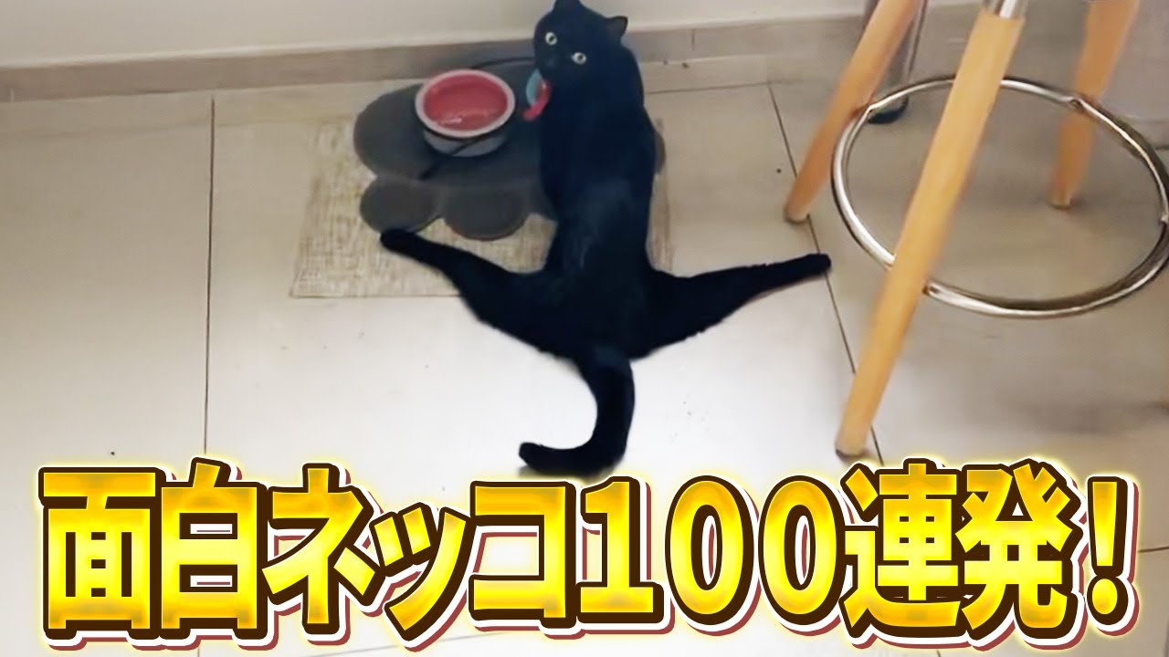 【そんな猫はおらん！ｗ】ツッコミどころ満載な猫のおもしろ動画100連発！パート21（鳴き声、子猫、かわいい）