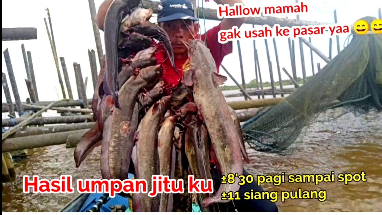 Mancing sembilang Dengan umpan jitu ku 4 jam saja hampir gak kuat ngangkat