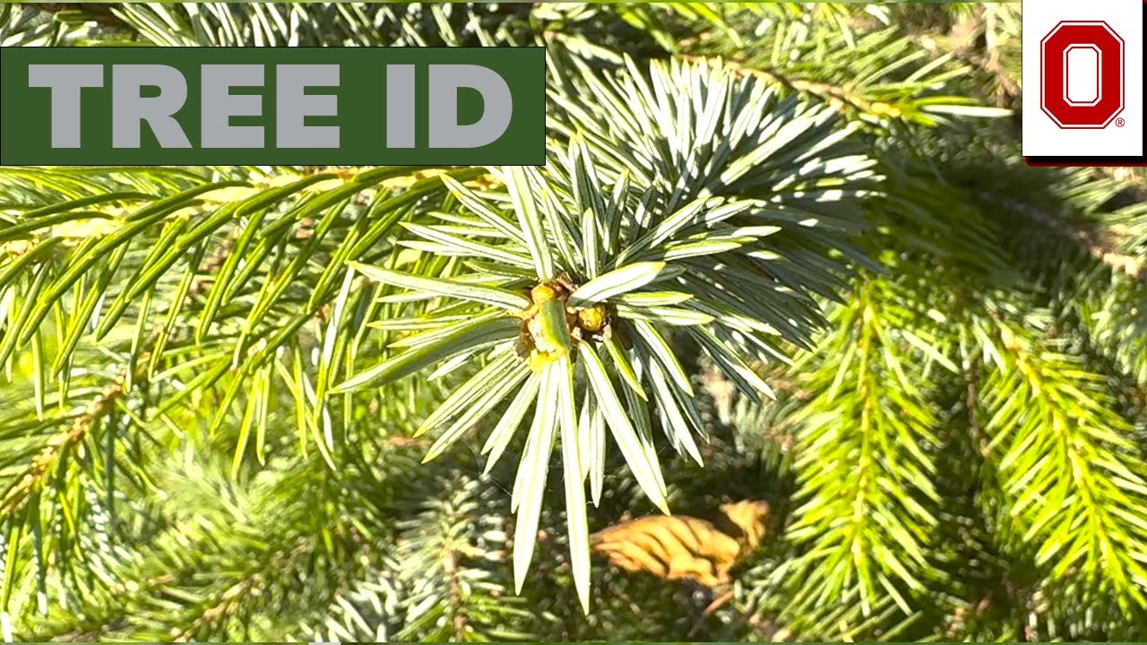 Идентификатор дерева: Ель ситхинская