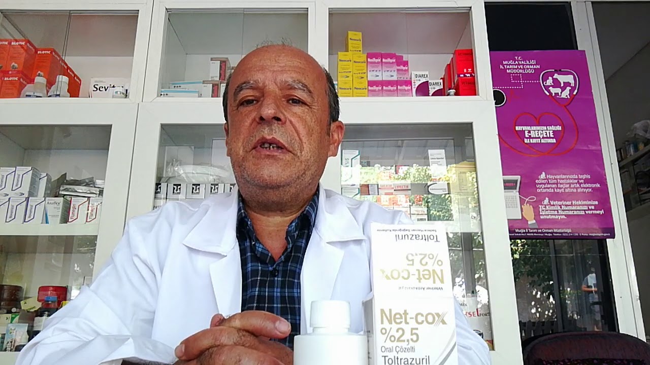 Kanatlılarda Koksidioz hastalığı tedavisi