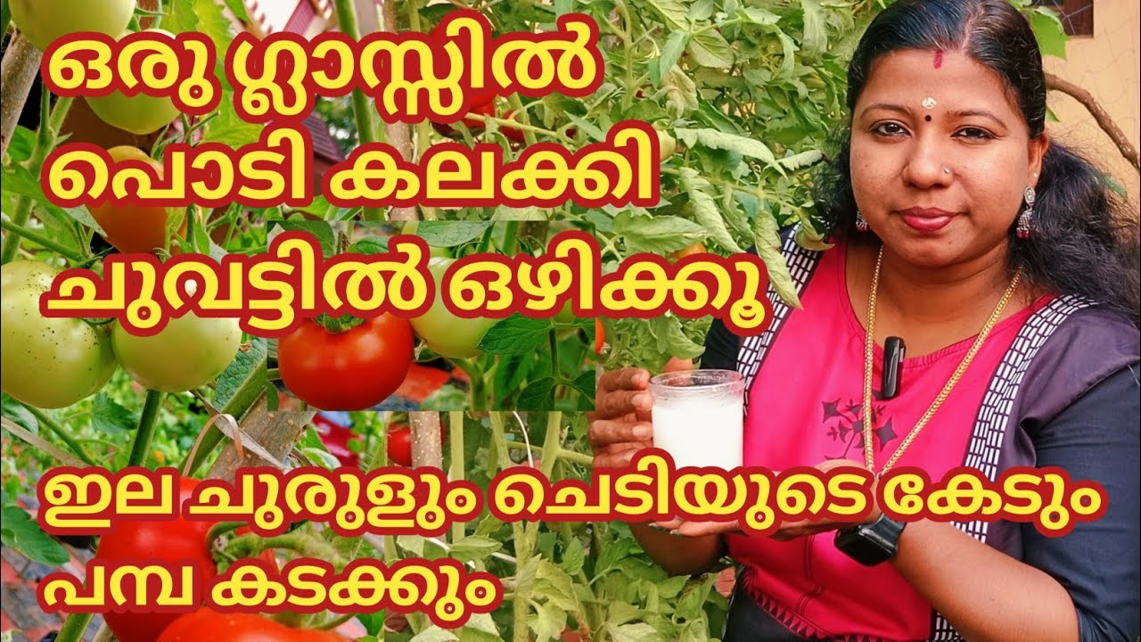 തക്കാളിയുടെ അടിയിലുള്ള കറുത്തപാട് വെറും ഒരാഴ്ചകൊണ്ട് മാറാൻ ഇത് ഒരു ഗ്ലാസ്‌ മാത്രം മതി #blackspot#diy