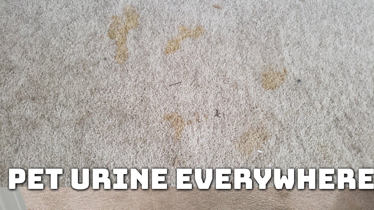 The Dog Didn't miss | C.R.B Magic touch |Dirty Carpet cleaning| 471