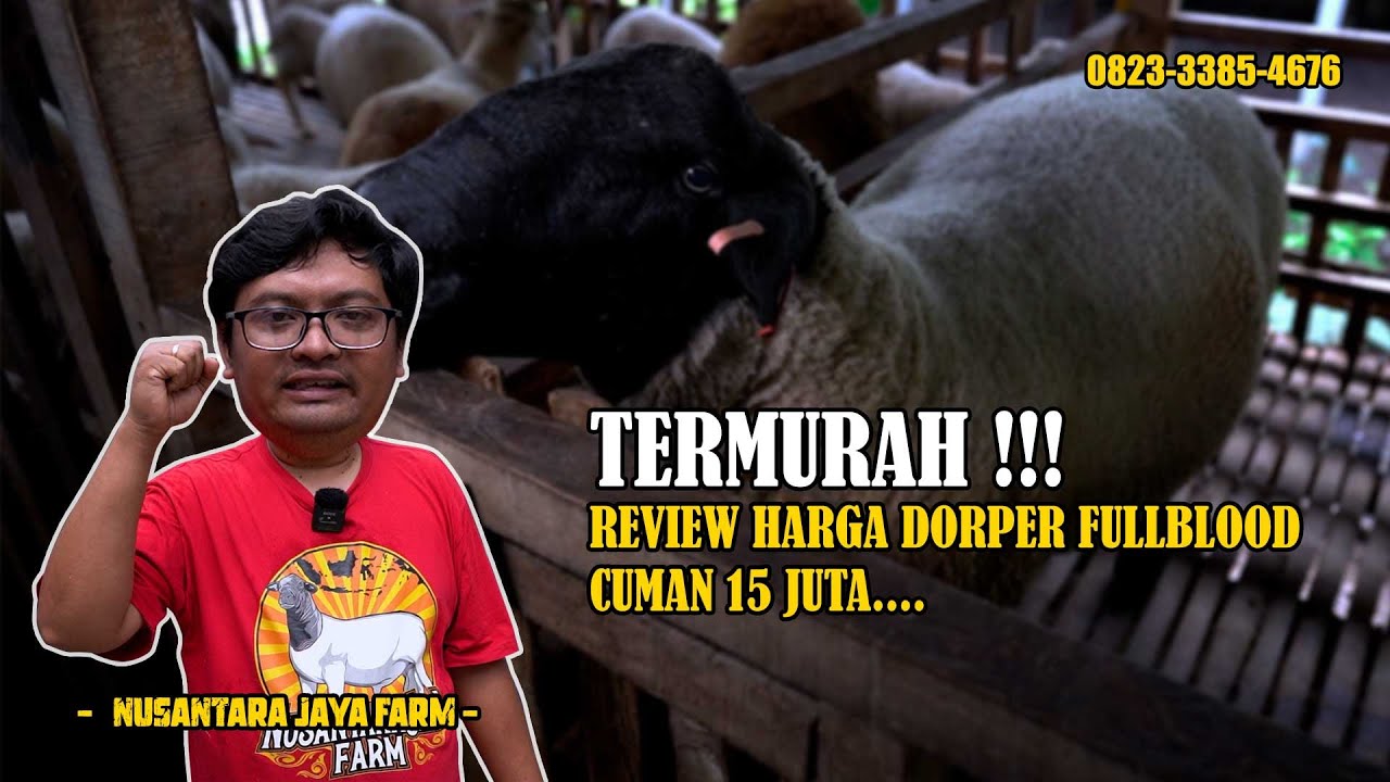TERMURAH! REVIEW DOMBA DORPER FULLBLOOD CUMA 15JUTA | NUSANTARA JAYA FARM | ASBLANAS.TV