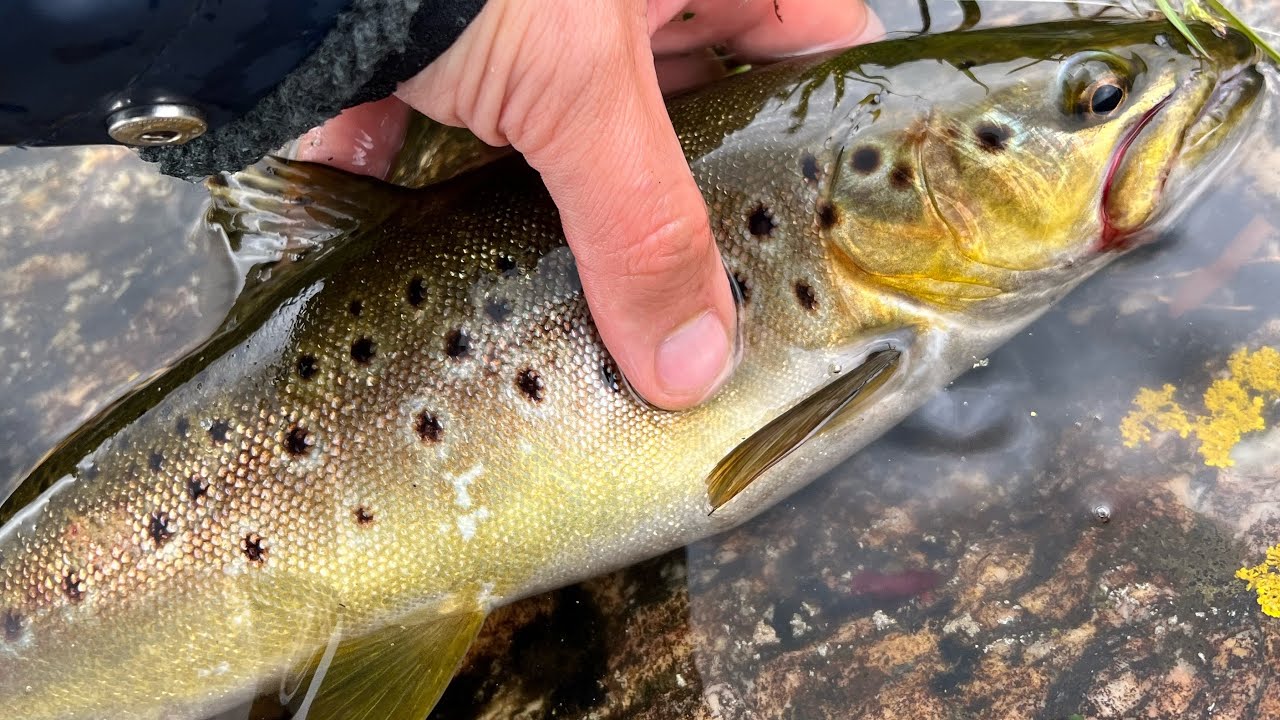 Bli med på hele turen: Episode 31 - Ny tur til Sauvågen