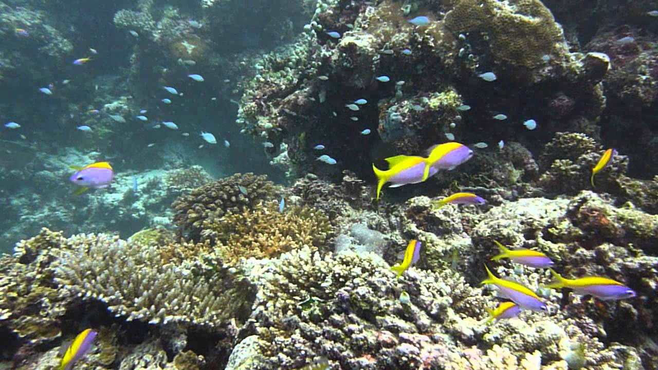 Velidhu - Tauchen im Nord Ari Atoll der Malediven