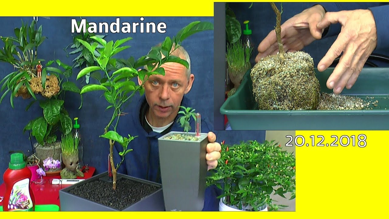 Die Mandarine Citruspflanze wird umgetopft in Lechuza Cubico Color 22  Vulkatec Substrat 20122018