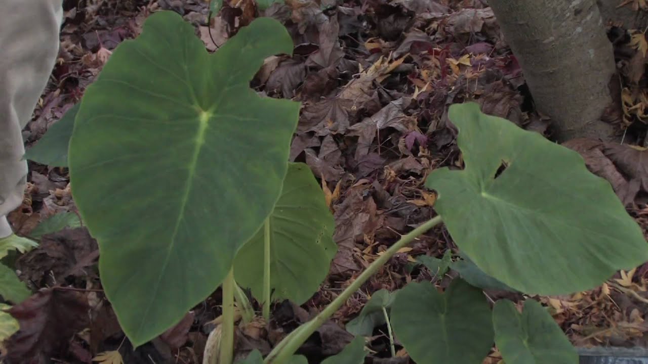 Gardening Tips : How to Care for Elephant Ear Plants