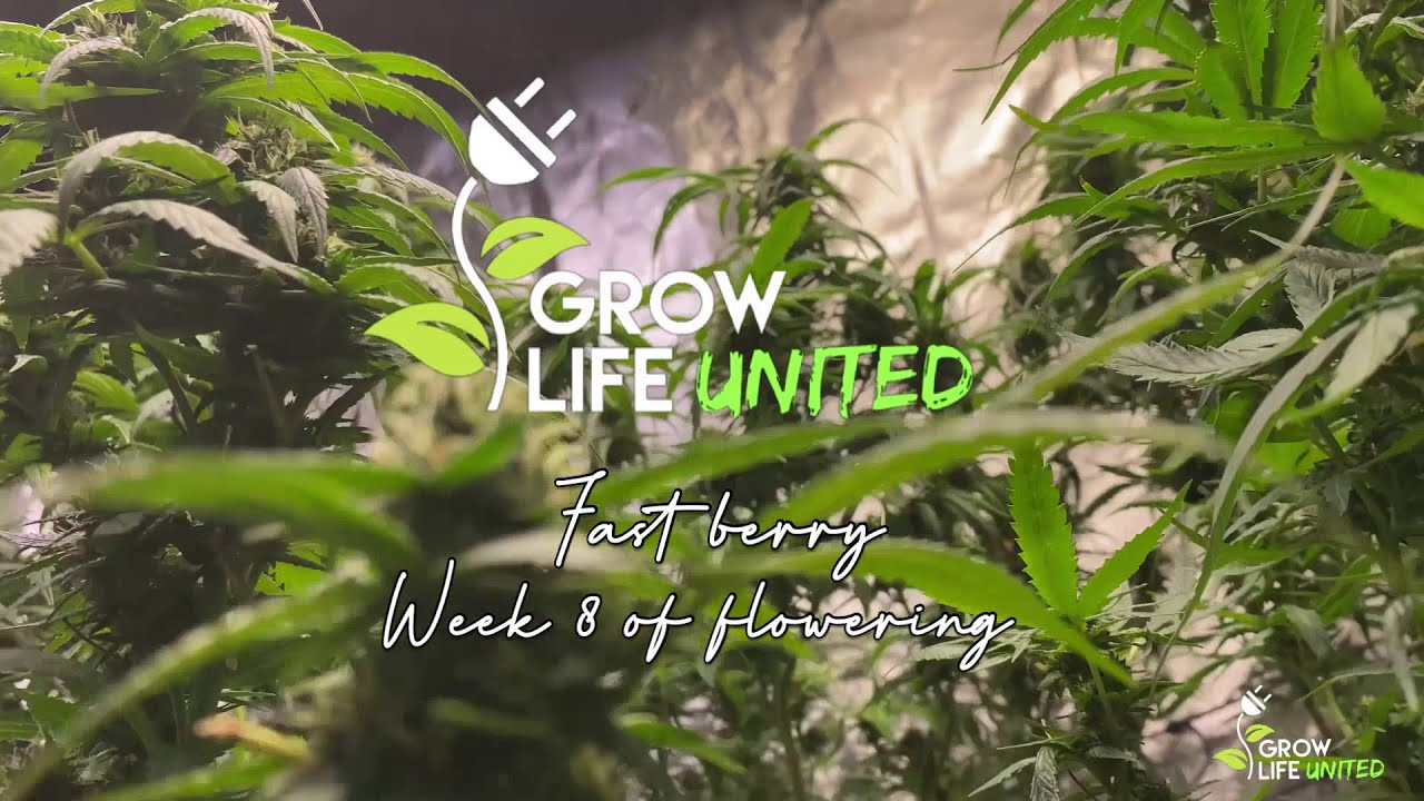 Mars Hydro Cup - Fast Berry Auto - #MarsHydro #ProCo2 #GrowLifeUnited