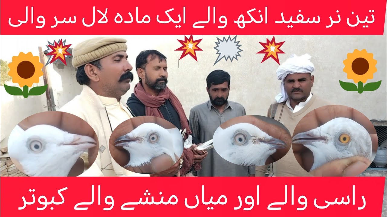 پینڈ 405 ضلع ٹوبہ مرجا محسن کے بریڈر  کبوتروں کا شوق کریں 