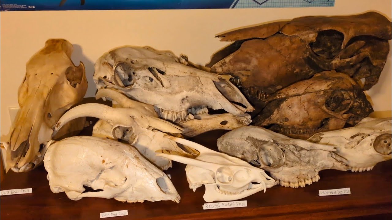My Skull Collection: 144 Skulls From 106 Species + Taxidermy, Fossils, Rocks, Bones, Bugs