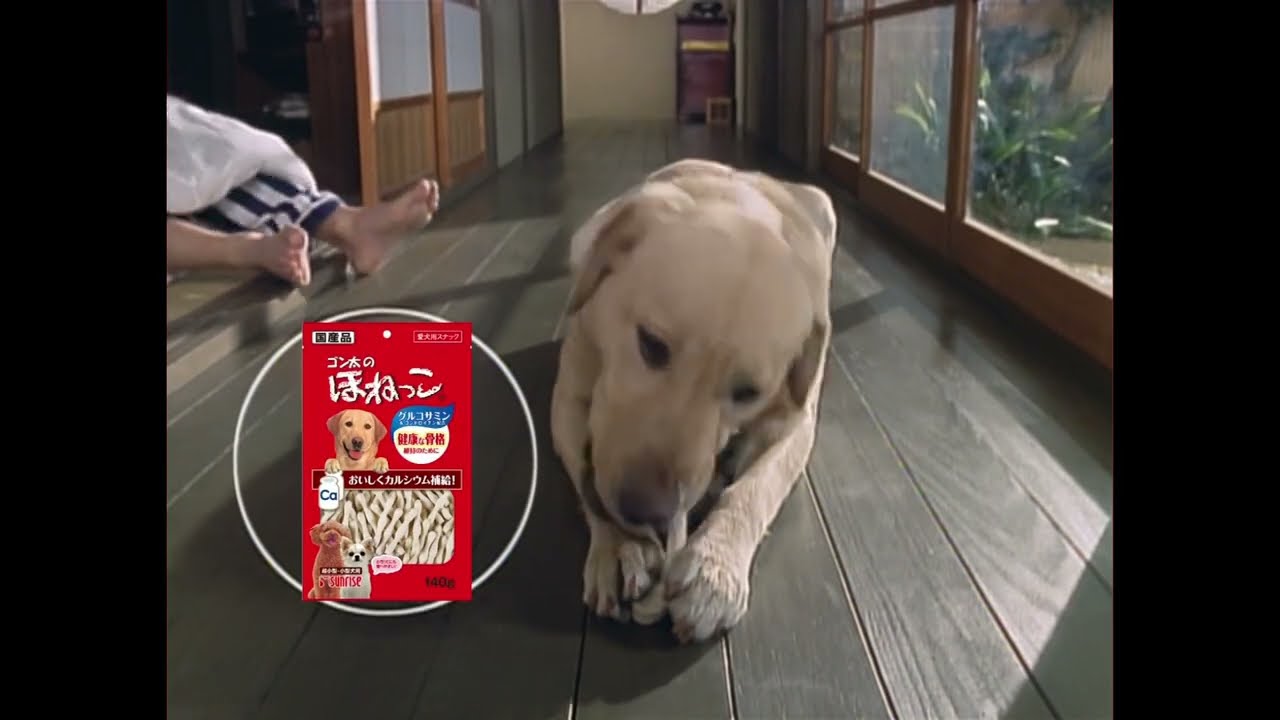 【10分耐久】 ゴン太のほねっこCM 「ゴン太のお気楽な1日。」篇