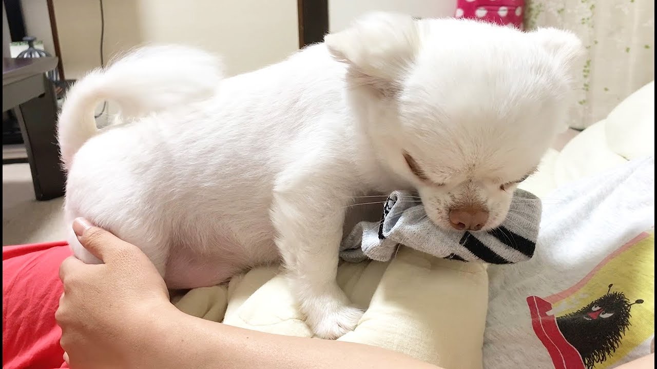靴下を盗んでパパから逃げ回るイタズラ中の犬！可愛い靴下泥棒チワワのコハク