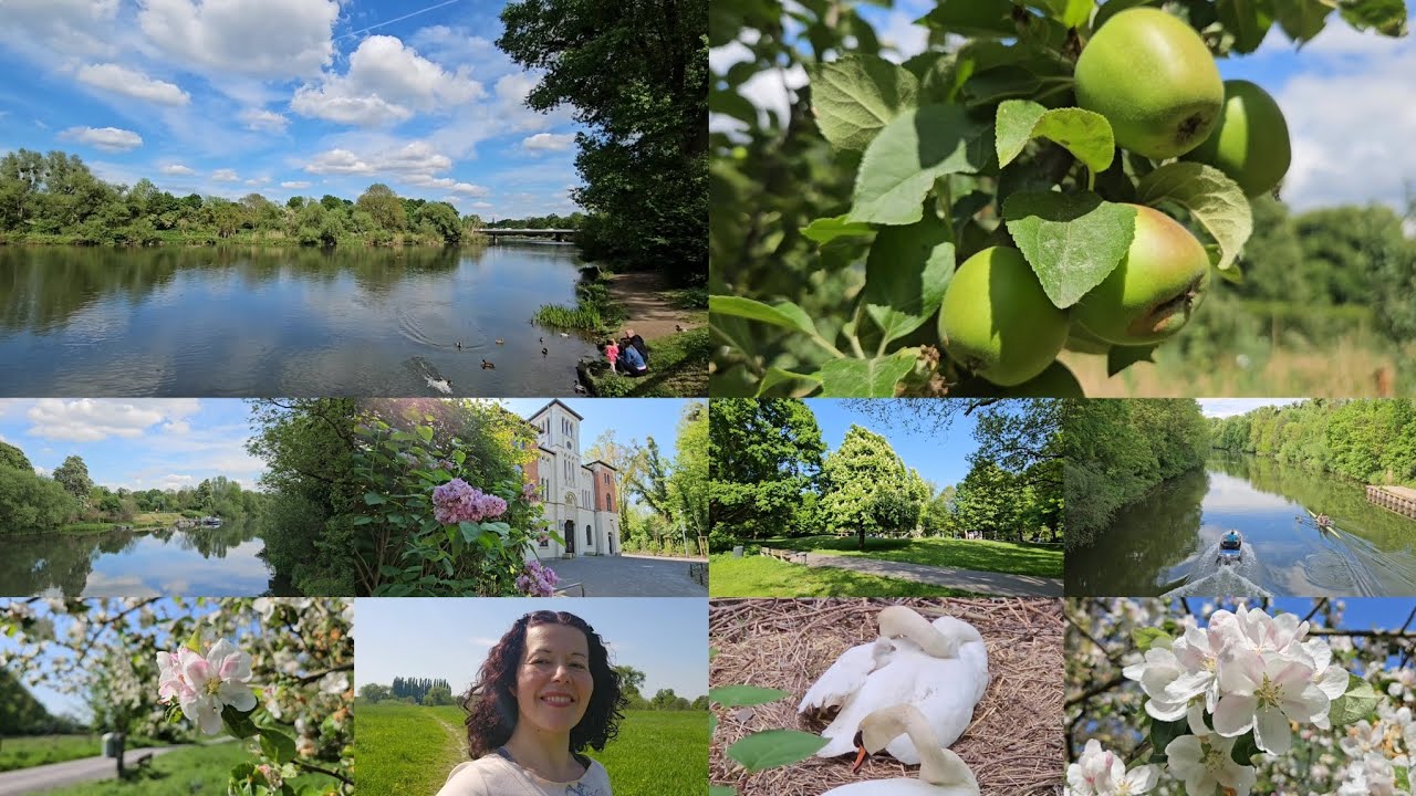 Лебеди моей Тосканы. Яблони, айва, боярышник, купырь, дуб, орех, сирень, каштан 🦢🦢🦢