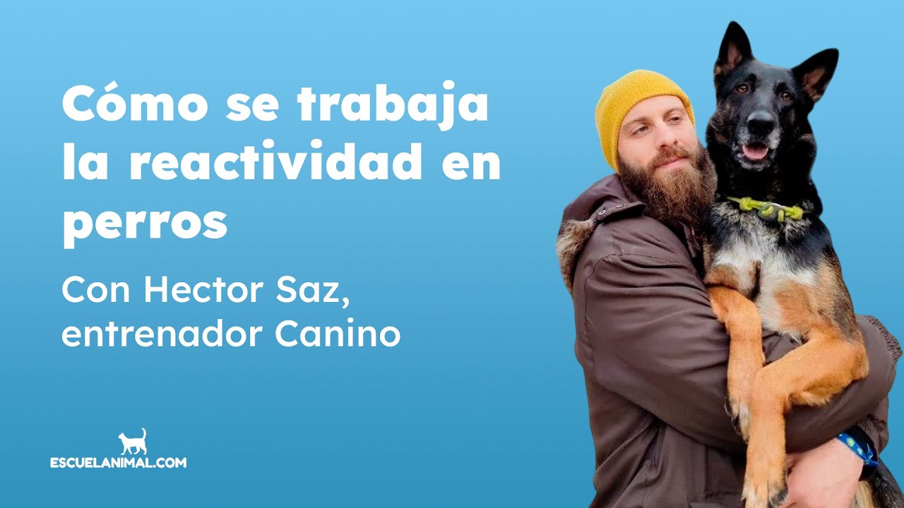 Reactividad en perros: causas, señales y cómo se trabaja con Hector Saz, entrenador canino