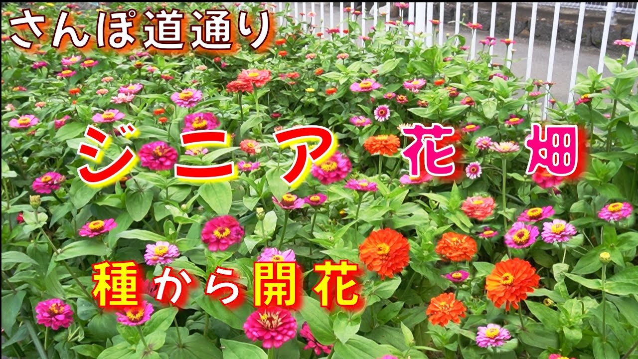 【ジニア種まきから開花】去年採取した種と購入種　開花