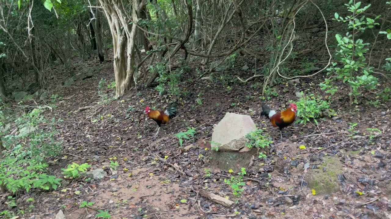 bẫy gà rừng 28/10 gà f3 lập công yếu lửa nhưng vẫn hên báo bổi 🐔🐔cảm ơn ae đã xem ❤️