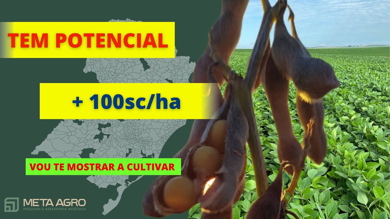 CAMPEÃ! Cultivar que passou dos 100sc/ha no PR