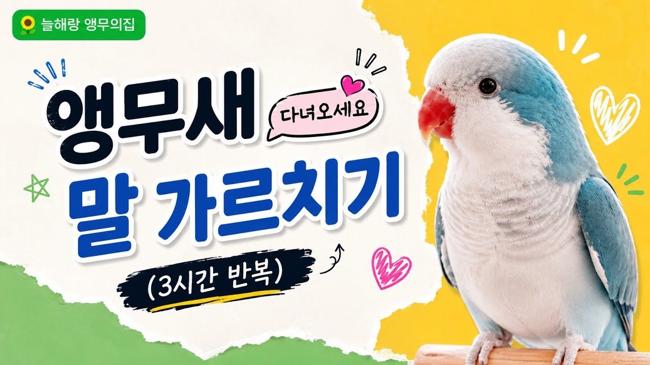 🌻앵무새말가르치기(다녀오세요)3시간반복#앵무새#parrot#앵무새말가르치기#다녀오세요#퀘이커 