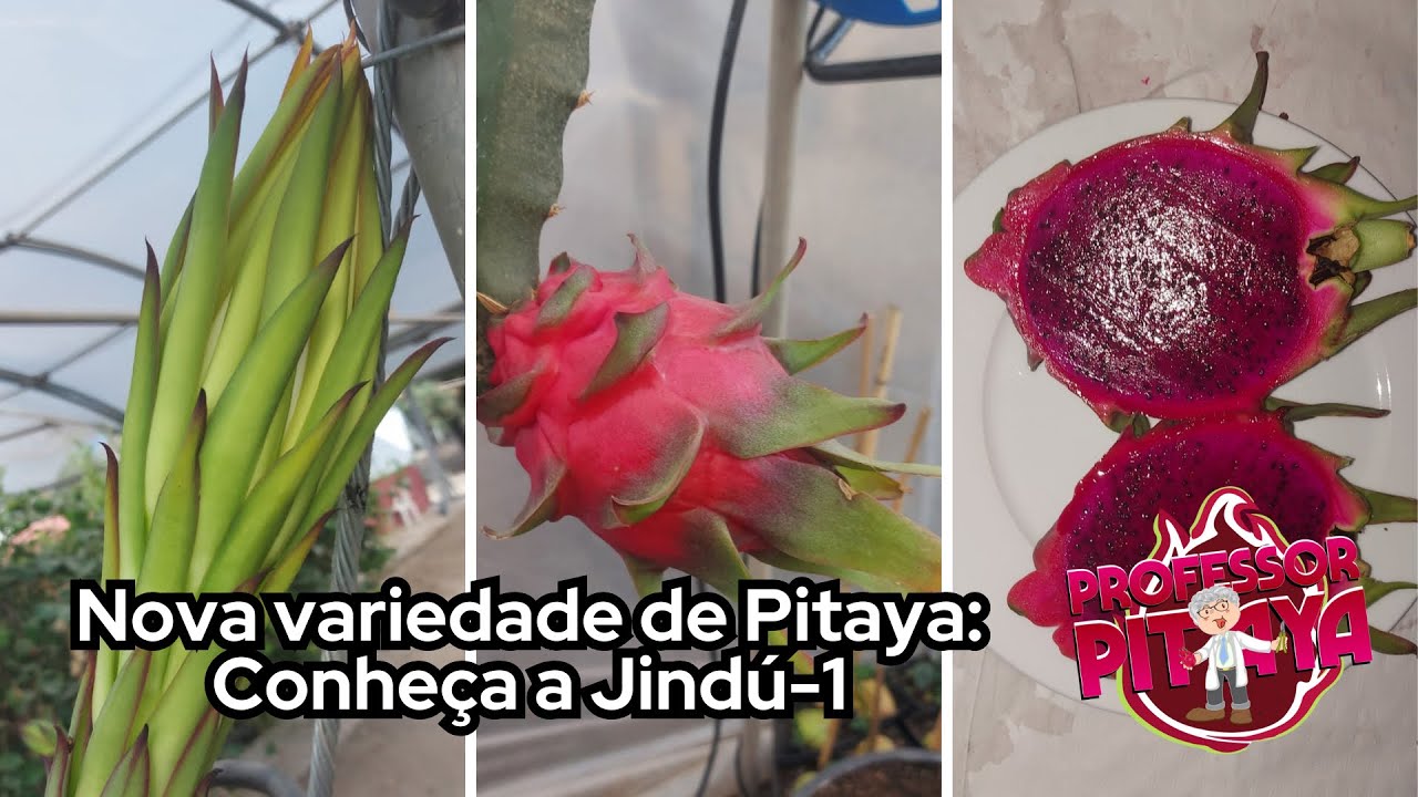 117) Nova variedade de Pitaya: Conheça a Jindú-1 | Nueva variedad de pitaya: Conoce Jindú-1