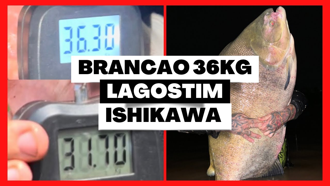 PESQUEIRO ISHIKAWA NUNCA FALHA/PEIXE GIGANTE 36KG/ISCA NOVA NA BOIA PÃO/SÓ TAMBACU GIGANTE