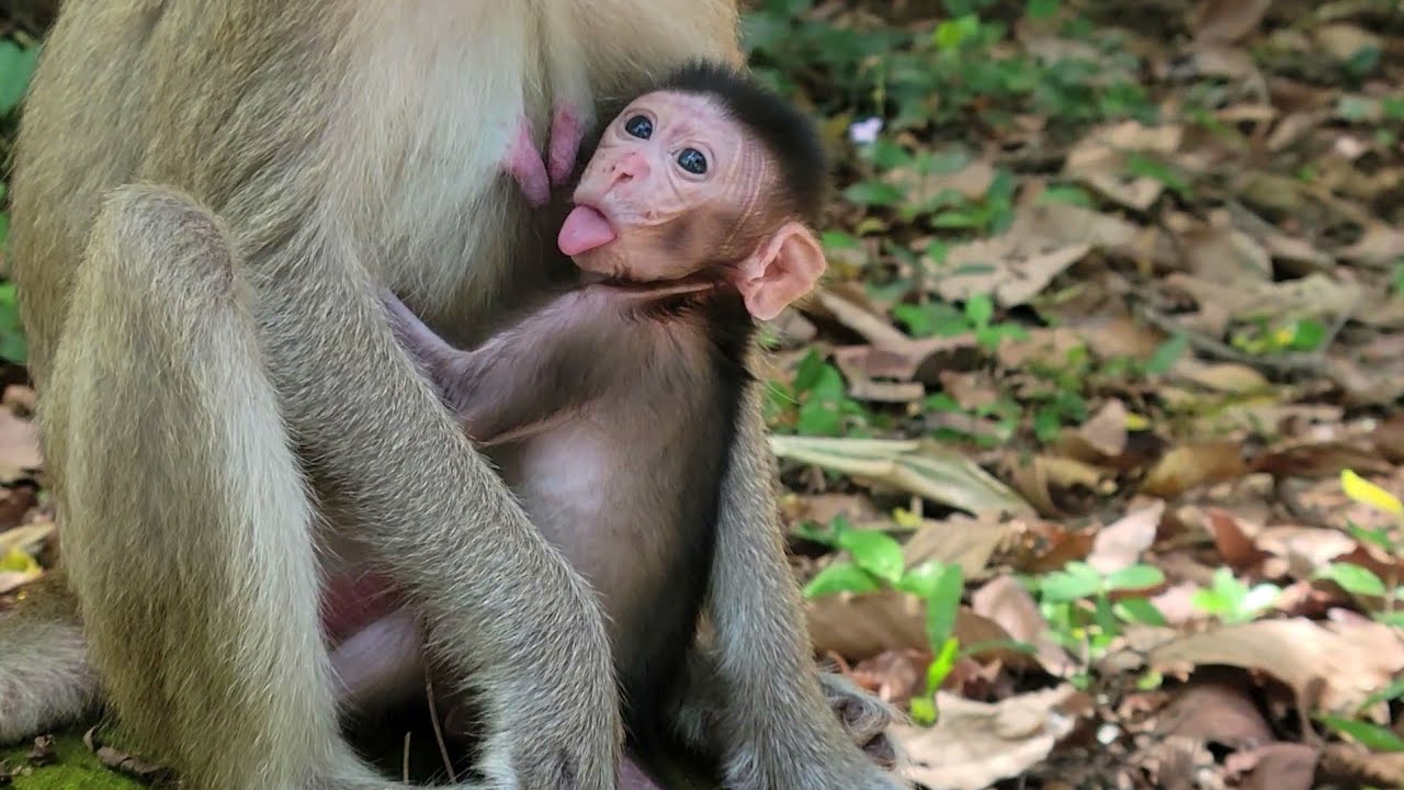 Adorable 4-Day-Old Baby Monkey Evian  Get Milk From Mom Yummy 🐵💛