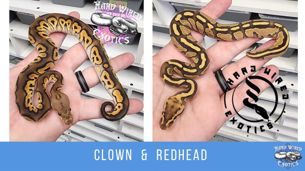 Lets look at some Clowns and Redheads