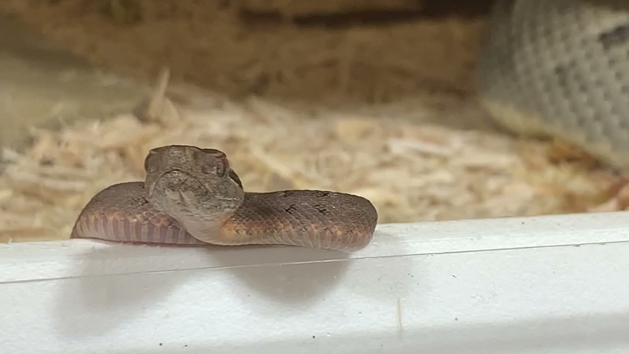 St. Lucia Lancehead Babies