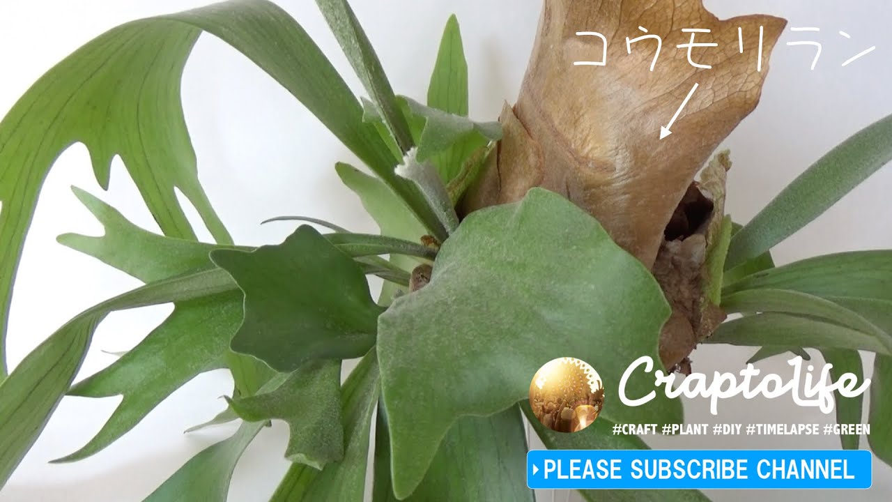 コウモリランの植え替え。鉢植えすると水やりも楽ちんで最も良い育て方です。