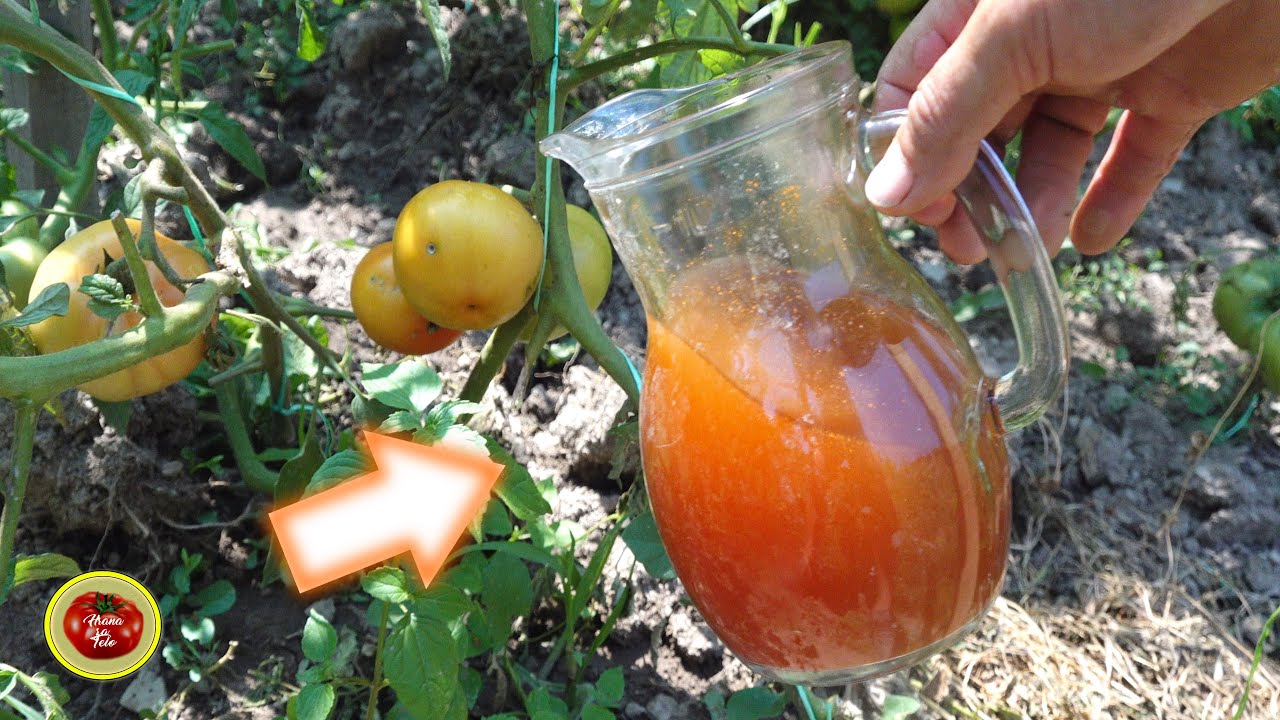 Before AUGUST give TOMATO this SPICY LIQUID ! Efficient against Tomato moth !