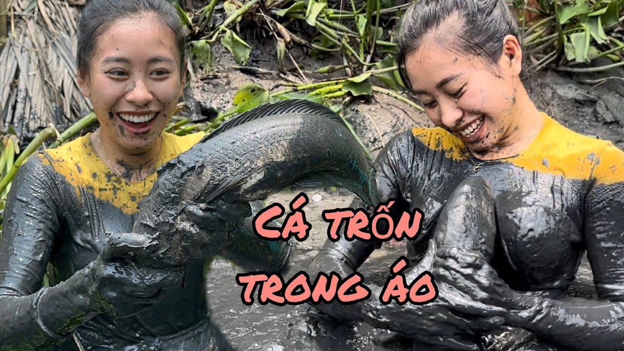 Tát Mương Bắt Bầy Cá Lóc, Cá Trê Khổng Lồ | Cẩm Vân CGMT #425