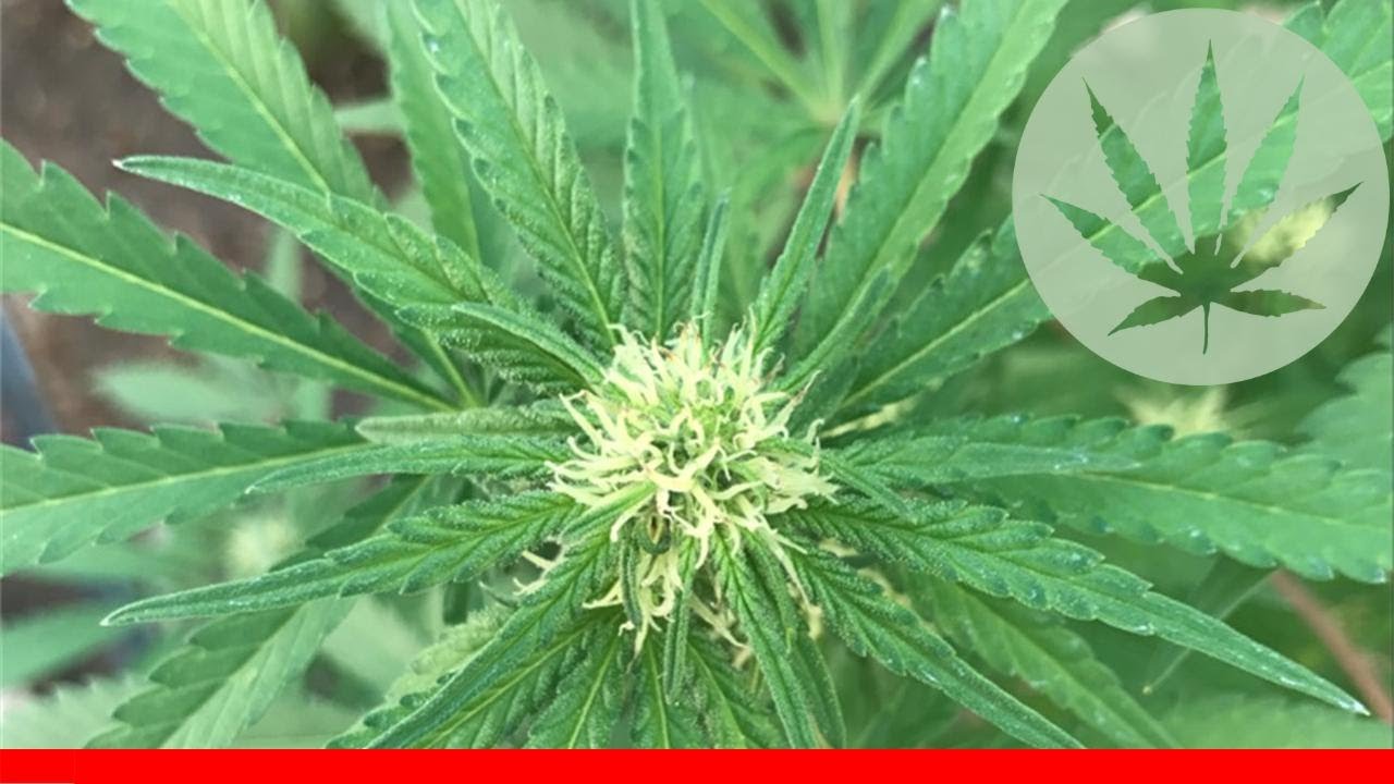 Sage - All About This Strain