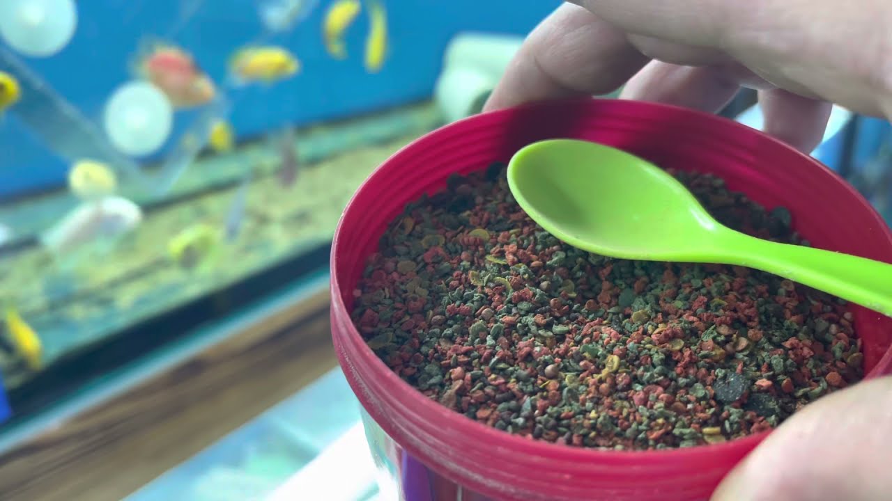 CİKLETLERİ ÇILDIRTAN YEM, akvaryum balıkları