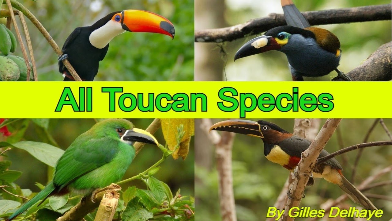 All Toucan Species - Species List